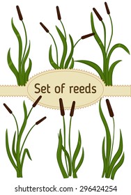 Reeds