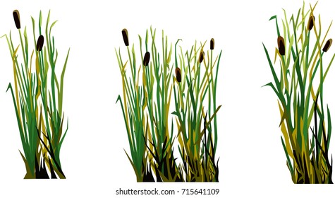 reeds