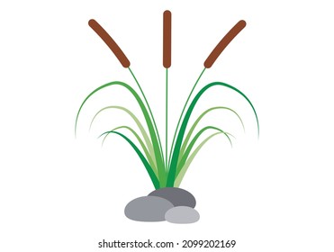 Reeds and bulrush color icon.