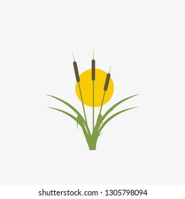 Reeds and cattail plant isolated on white background