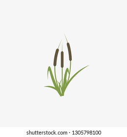 Reeds and cattail plant isolated on white background