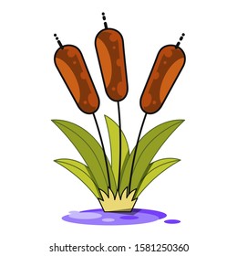 Reeds And Cattail Plant Isolated On White Background Suitable For Greeting Card, Poster Or T-shirt Printing.