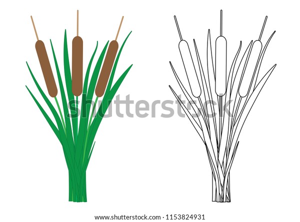 Reeds Coloring Page Vector Illustration Stock Vector (Royalty Free ...