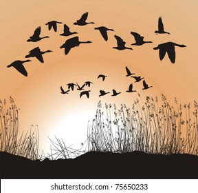 Reeds and Geese on white Background, Isolated vector
