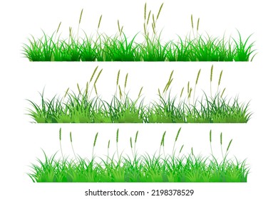 reeds grass. green grass set