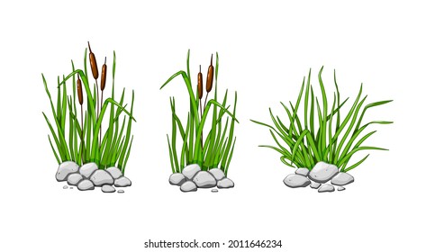 Reeds and grass grow in the stones. The green grass set is isolated on a white background. Vector illustration.