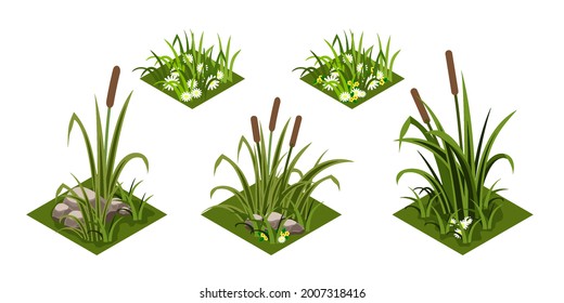 Reeds and grass isomatric. Green grass with chamomiles flowers, rover reeds and rocks. Isolated tiles for landscape background, cartoon design style. Vector illustration