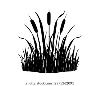 Reeds in grass on white background. Black silhouette of wild swamp vegetation element. River plant.