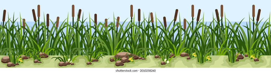 Reeds in grass, pond or lake water side. Lawn with chamomiles and yellow flowers, stones and grass. Landscape background, cartoon style. Vector illustration