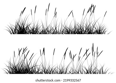 Reeds Grass Silhouette. Short Grass