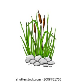  Reeds in grass in the stones isolated on white background. Vector illustration in cartoon style.