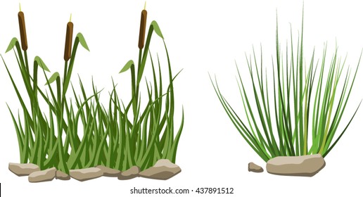 Reeds In Grass And Stones Isolated On White Background