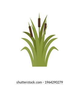 Reeds in green grass isolated on white background. Green swamp Bulrushes.   Clip art for decorate swamp. Cattails, Green Leaf, Grass, Environment, Swamp, Lake and River. Flat vector illustration