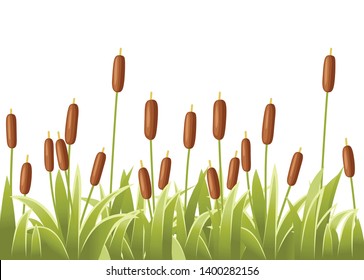 Reeds in green grass. Reed plant. Green swamp cane grass. Flat vector illustration isolated on white background. Clip art for decorate swamp.