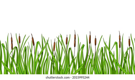 Reeds and green grass seamless background on a white isolated background. Vector illustration for the design of the landscape.
