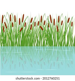 Reeds in the green grass. Swamp and river plants with reflection in water. Vector flat illustration.