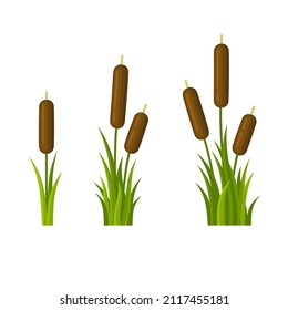 Reeds with Green Leaf Set on White Background. Vector