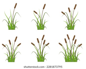 Reeds icons set, plants on the river in the green grass. Simple flat vector illustration isolated on white background