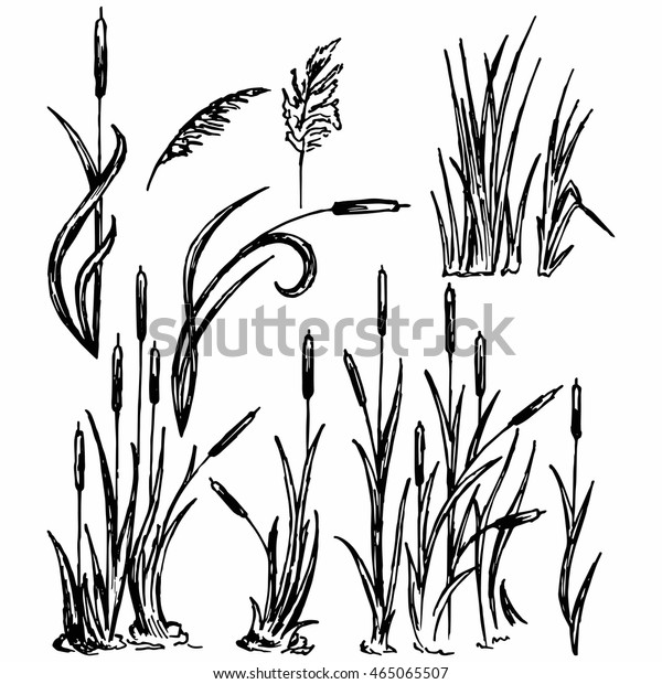 Reeds Marsh Grass Vector Image Stock Vector (Royalty Free) 465065507