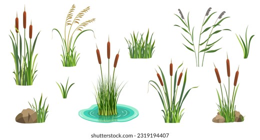 Reeds on white. Set of elements of tall marsh grass with cattail. Vector illustration of lake vegetation. River thickets