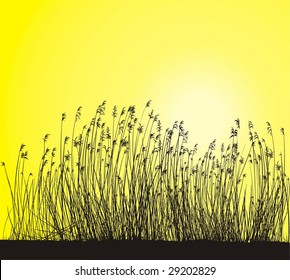 Reeds On Yellow Background, Isolated vector