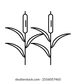 Reeds plant outline icon.vector flat black simple linear ilustration for web and app..eps