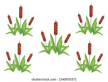 Reeds plant. Vector Rush plant