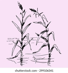 reeds in a pond, doodle style, sketch illustration