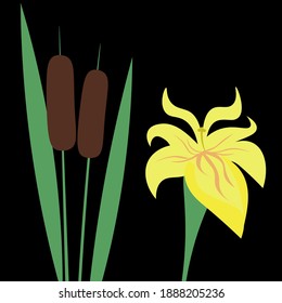 reeds or reedmace vector illustration