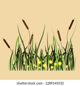 Reeds, sedge and other marsh plants. Stylized fragment of the landscape. Vector illustration