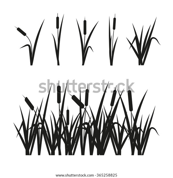 Reeds Set Design Elements Isolated On Stock Vector (Royalty Free ...