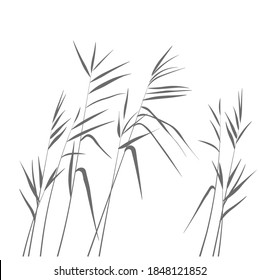 Reeds swamp vector stock illustration.Pampas grass. Cream branch of dry grass. Panicle Cortaderia selloana, feather flower head plumesstep. Template for a wedding card.