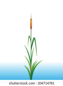 reeds vector