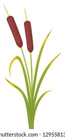 reeds (vector illustration of bulrush)