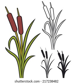 reeds (vector illustration of bulrush and grass)