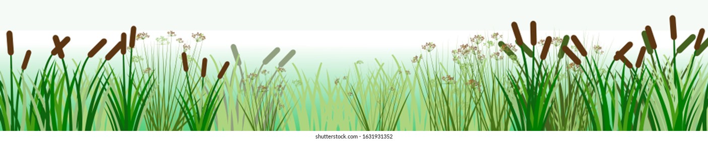 The reeds. Vector. Thickets of sedge, marsh plants and reeds. Bank of the river or lake. Horizontal background image for placement below. Isolated.