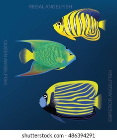 Reef Angelfish Set Cartoon Vector Illustration
