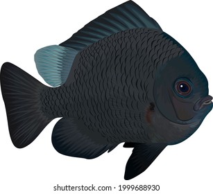 Pescado de arrecife de tres manchas Dascyllus (Dascyllus trimaculatus)