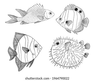 Reef Fishes Sketch Vector Illustration. Hand Drawn Underwater Animals Set. Realistic Nature Elements for Fishing Store, Seafood Design. Vector illustration