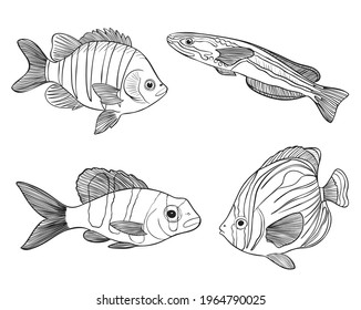 Reef Fishes Sketch Vector Illustration. Hand Drawn Underwater Animals Set. Realistic Nature Elements for Fishing Store, Seafood Design. Vector illustration