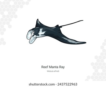 Reef manta ray illustration. wildlife animal isolated. Animal illustration collection. Mobula alfredi on a white background