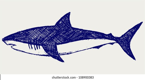 shark sketch