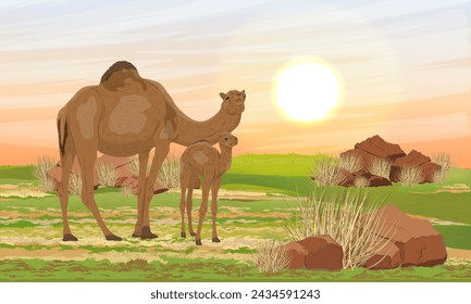 A re-feralized dromedary camel and her cub stands in a meadow with dry grass and red stones. Realistic vector landscape of Australia