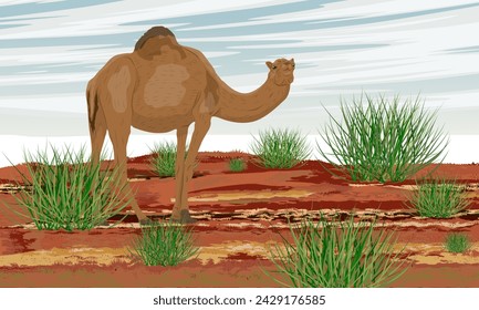 A re-feralized dromedary camel walks on red soil in Australia. Realistic vector landscape