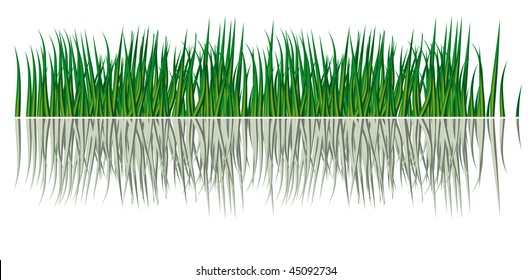Reflection of grass in the water. Vector illustration