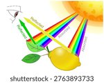 Reflection of yellow lemon, green leaf on eye. Reflected, absorbed, transmitting. Seeing colors, Effect of white light on materials. Sunlight, sunshine, rainbow colour. Illustration vector