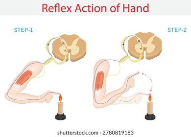 Reflex Action of Human Hand Demonstrating Spinal Reflex Response and Withdrawal from Heat Stimulus Medical Illustration.