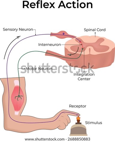Reflex Action Neural Pathway Diagram Vector Illustration