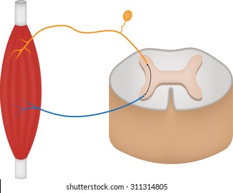 Reflex Arc