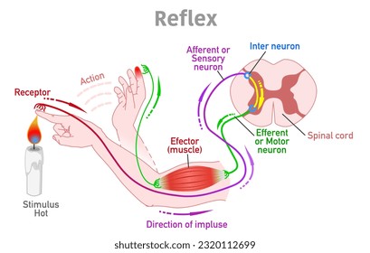 Reflex arc, action. Somatic receptors in the skin, muscles and tendons, message to brain, pathway. Stimulus, hot, touch. sense, effector muscle, spinal cord, sensory motor neuron. Illustration vector svg